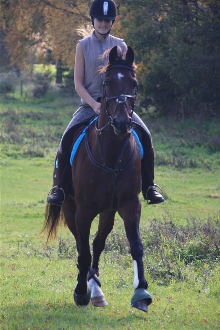 Anden særlig race De Light - Prøv at kig på hans ben, hans trav er ekstrem  (; billede 19