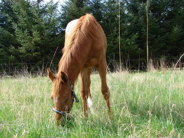 Knabstrupper kjemtrups La Rokka billede 16