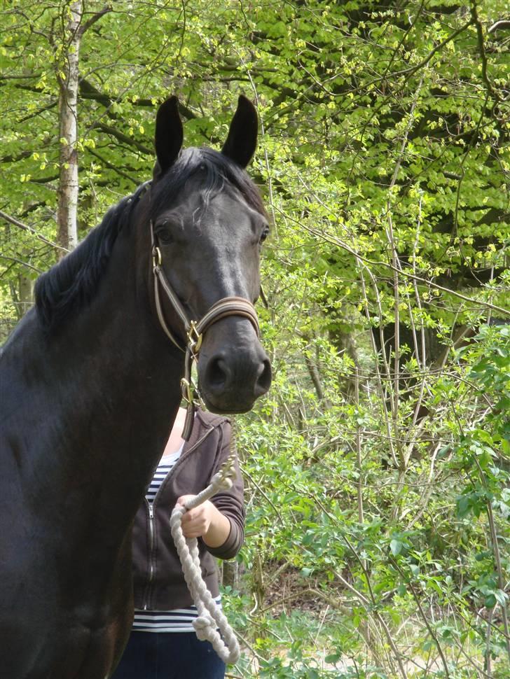 Anden særlig race Mrs. Coco † R.I.P SAVNET  - Smuk smuk smuk .. foto : mor :) billede 6