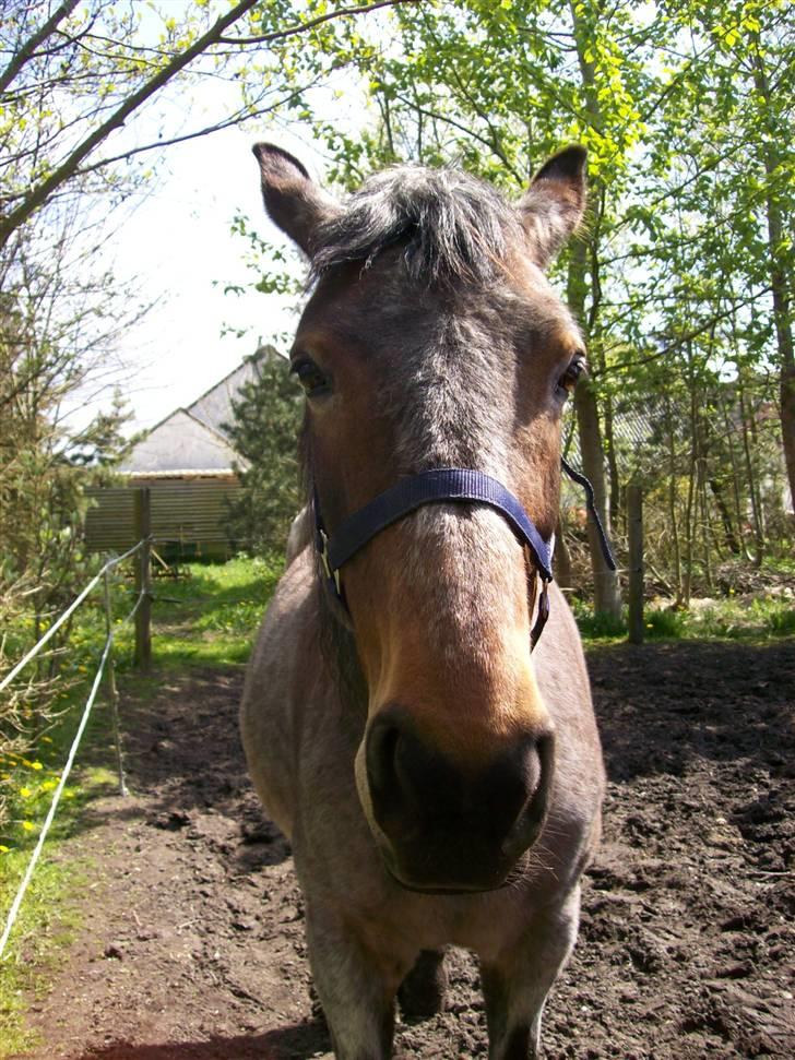 Anden særlig race Tøsen billede 15