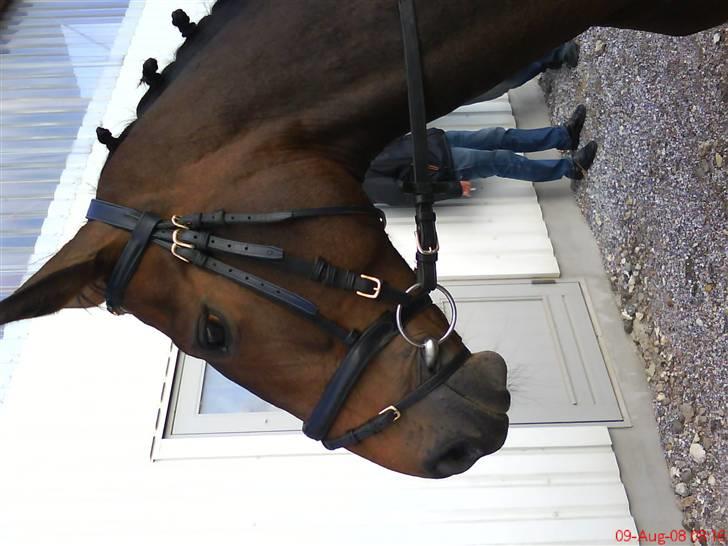 Anden særlig race Jamo - RIP 30/05 - 2011:'( billede 13