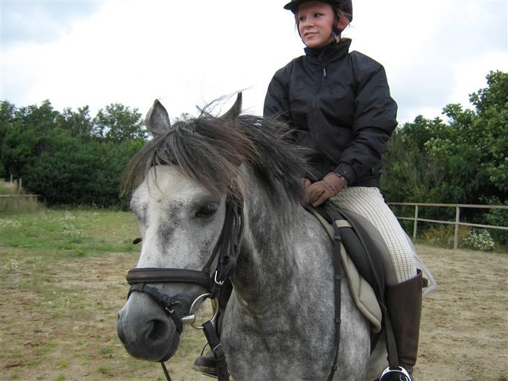 Welsh Pony (sec B) Indiana Joe - 23. Juli 09 tak for alt min ven<3 billede 9