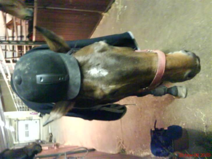 Anden særlig race Jamo - RIP 30/05 - 2011:'( billede 14