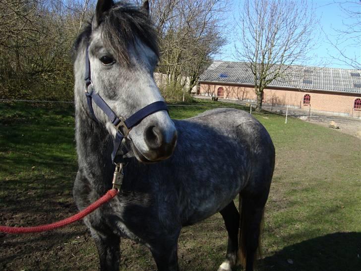 Welsh Pony (sec B) Indiana Joe - 5 april 09
 billede 15