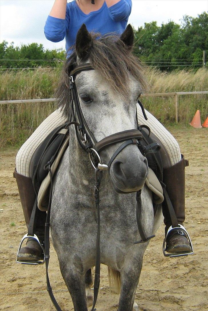 Welsh Pony (sec B) Indiana Joe - 23. juli 09 
 billede 3