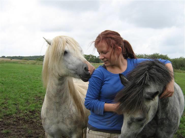 Welsh Pony (sec B) Indiana Joe -  23. Juli 09.  Lancelot(te) er jaloux :) billede 12