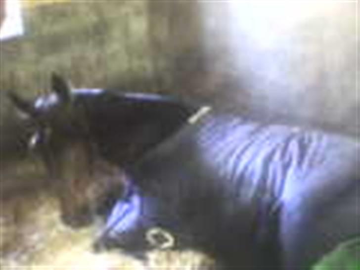 Anden særlig race Jamo - RIP 30/05 - 2011:'( billede 15
