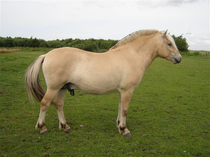 Fjordhest LOGIK MØLDRUP - 19/7 09 billede 10