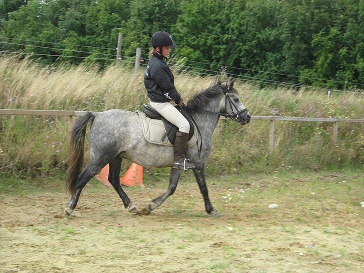 Welsh Pony (sec B) Indiana Joe - 23. Juli 09  taktfejl, skyldes rytterfejl vdr. temposkift billede 6