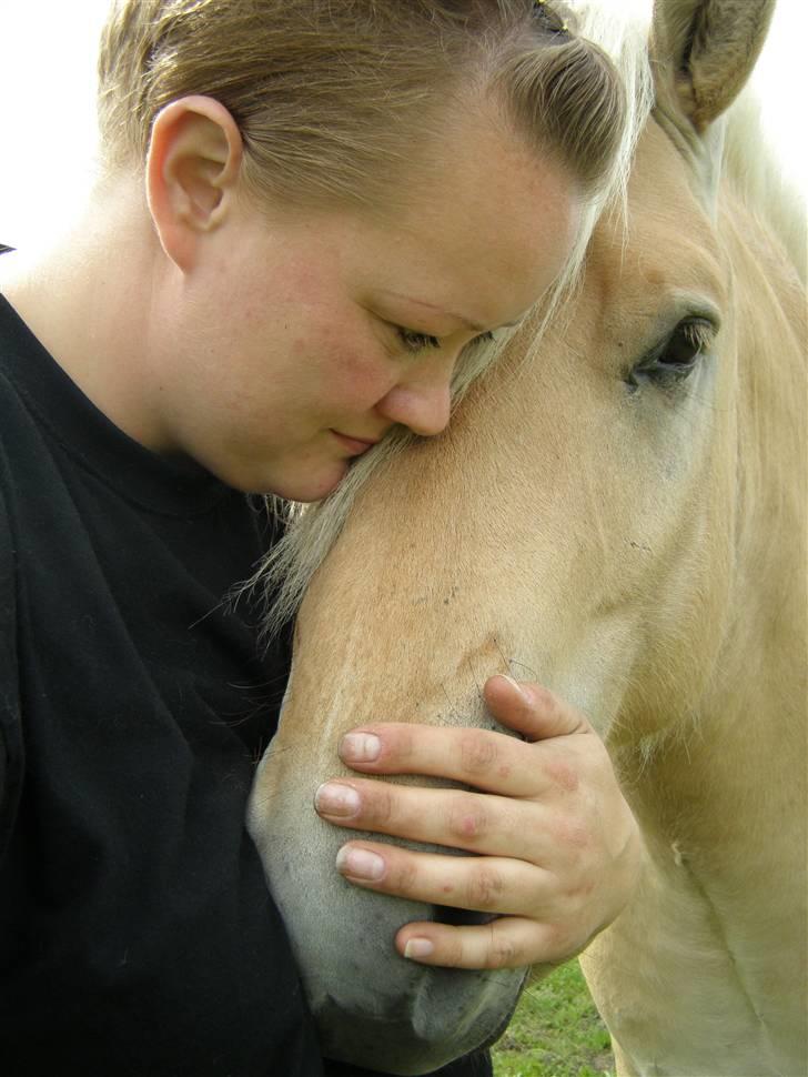 Fjordhest LOGIK MØLDRUP - 19/7 09 billede 11