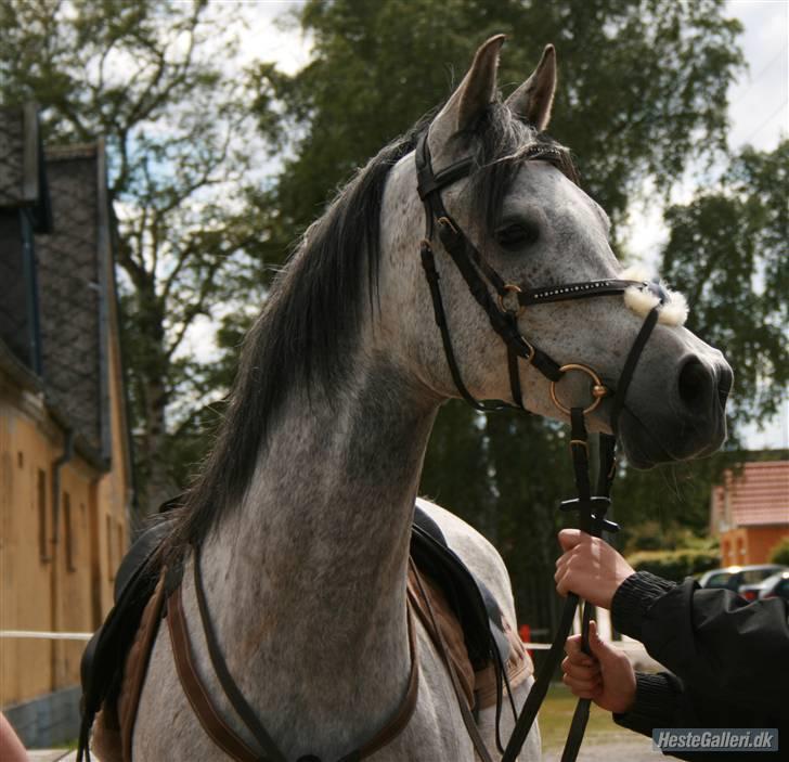 Arabisk fuldblod (OX) Serok Ibn Seral (tidl. part) - Sikke en flot hest :D hehe .. Foto: VERDENS´BEDSTE´FOTOGRAF = sarah W (: billede 1