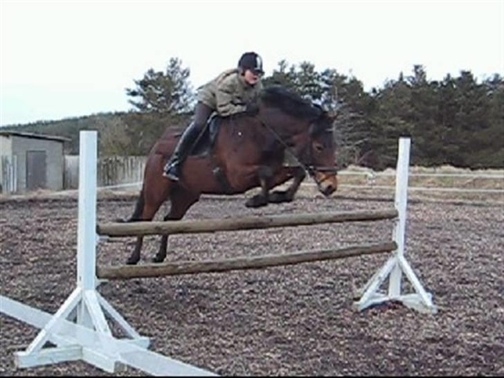 DSP Easy Touch | SAVNET - MB højde - i dressursadel, hahaha ;i GAMMELT! billede 8