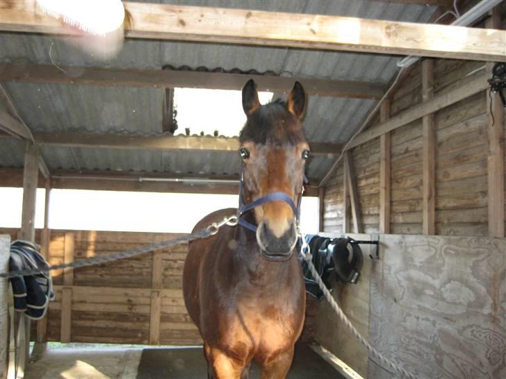 DSP Easy Touch | SAVNET - Hygge med ponyen [: billede 10