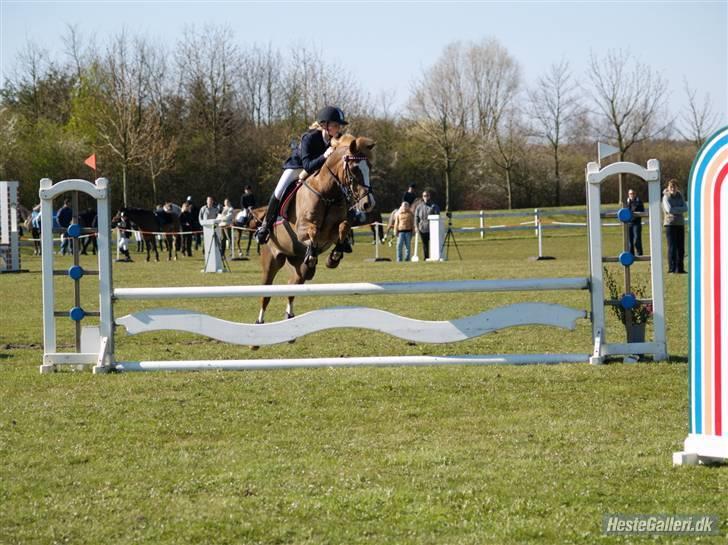 Irish Cob sjors, SOLGT;*( - mange tak for lån af billede til søde mia mig og sjors var SÅ dygtige  billede 15