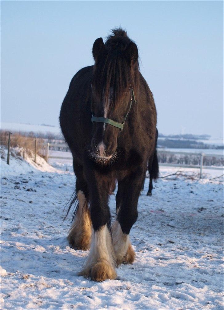 Tinker Logan  billede 4