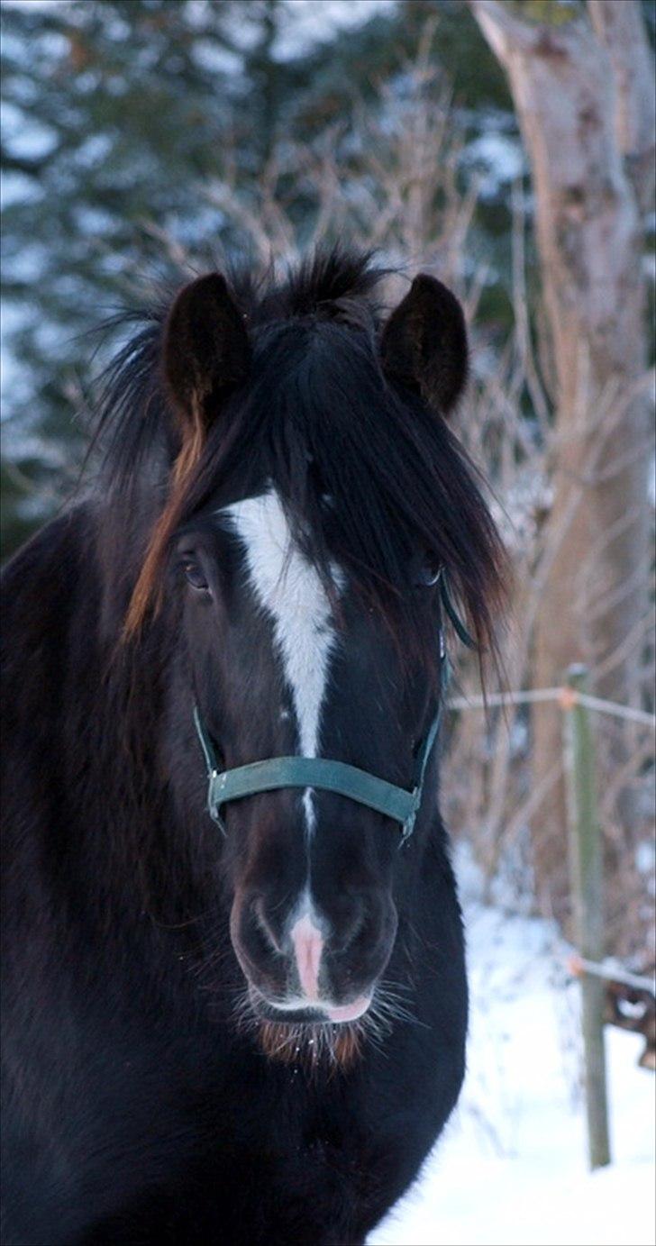 Tinker Logan  - Logan D. 3. December 2011 billede 5