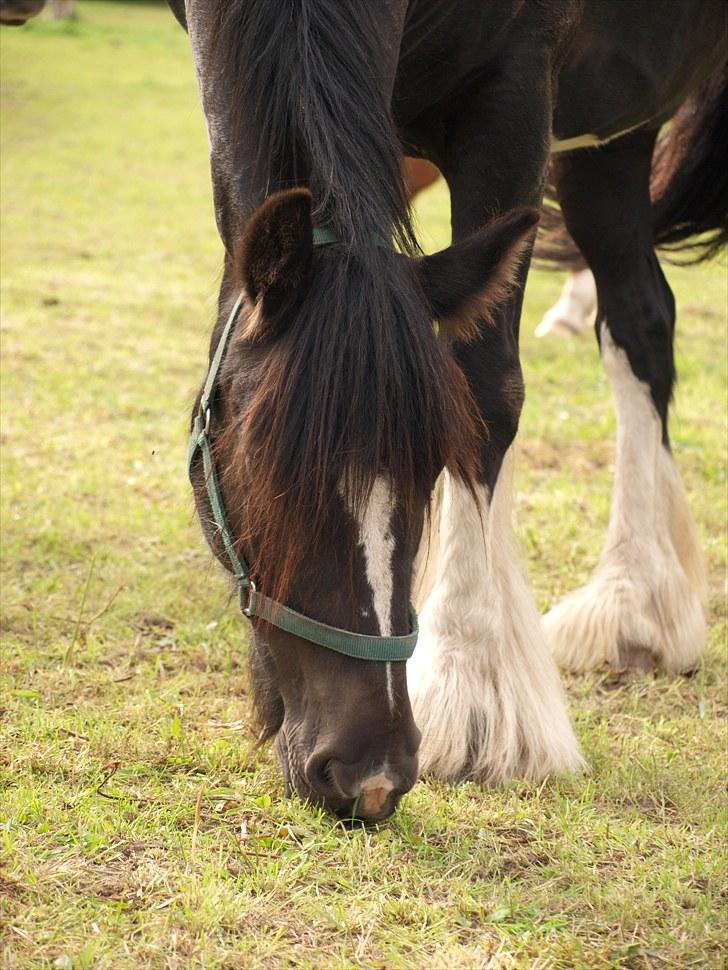 Tinker Logan  billede 8