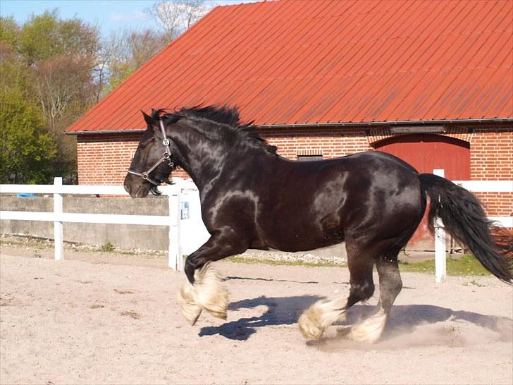 Tinker Logan  billede 11