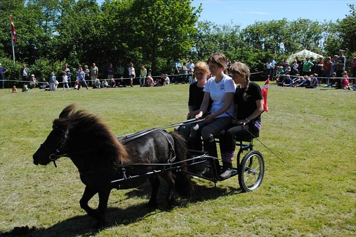 Shetlænder Lille Peter  - Råbjerghøj 2010 <3 billede 8