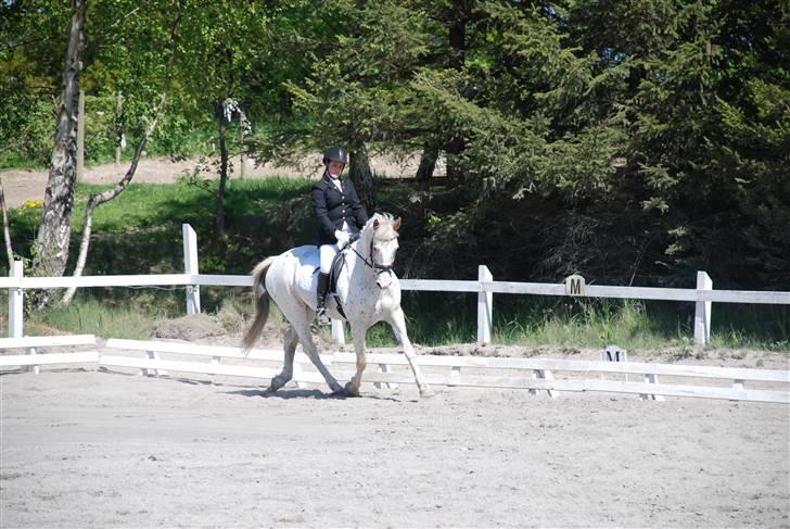 Knabstrupper La' Bravo - *Solgt* billede 16