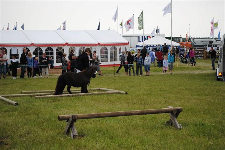 Shetlænder Lille Peter  - Lemvig Dyrskue 2010 <3 billede 9