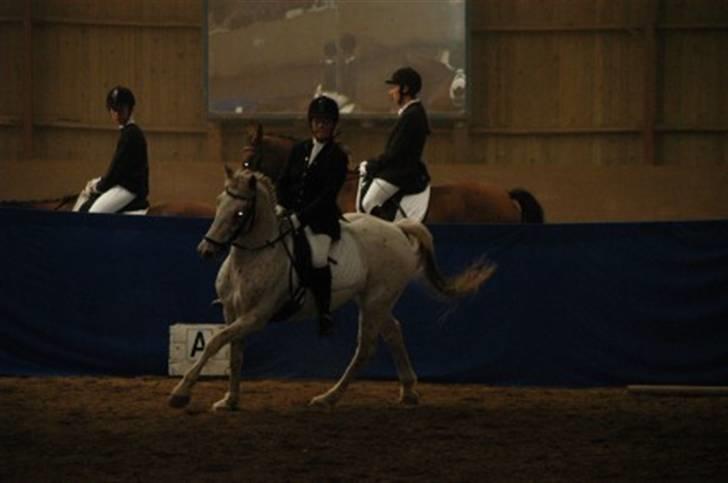 Knabstrupper La' Bravo - *Solgt* billede 17