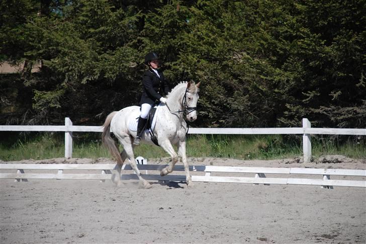 Knabstrupper La' Bravo - *Solgt* billede 18