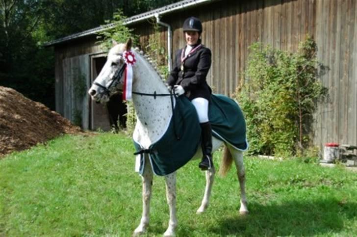 Knabstrupper La' Bravo - *Solgt* billede 19