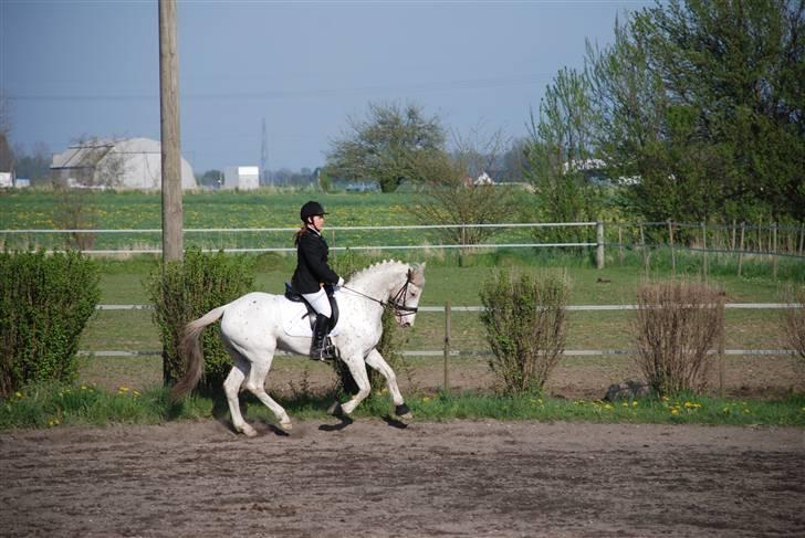 Knabstrupper La' Bravo - *Solgt* billede 20