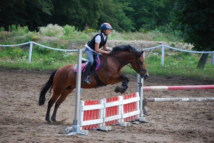 DSP Easy Touch | SAVNET - Springponyen ;D ørerne helt fremme xD taget af liv Rytter, Tusind tak! billede 16