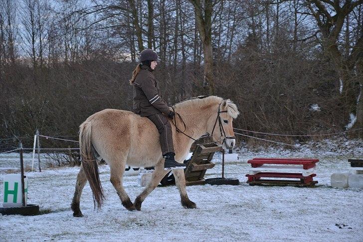 Fjordhest Ellegaards Torkild - Vinter-hest og vinter-Emma. billede 7