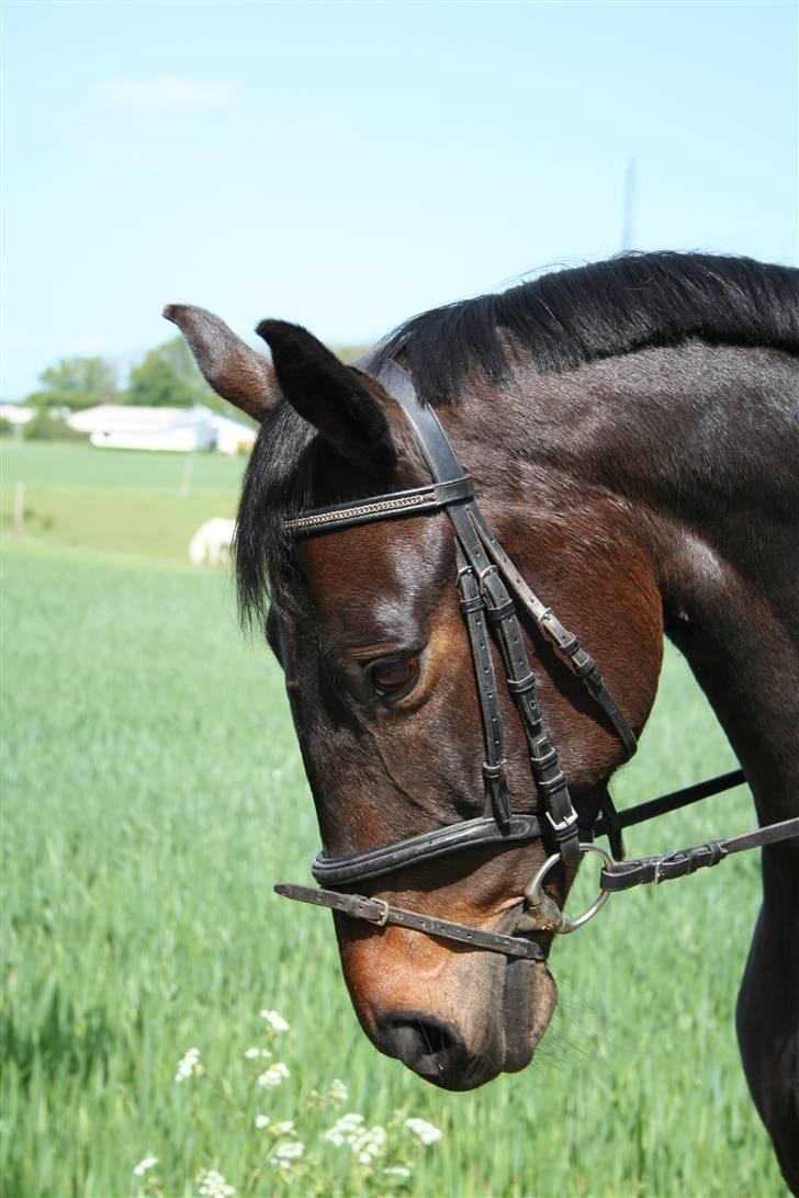 Dansk Varmblod Surprise R.I.P :'( - ELSKET <3 billede 3