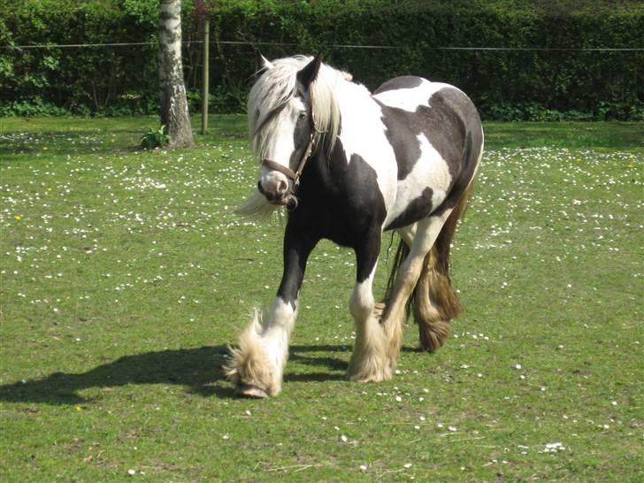 Tinker Sir Aragorn billede 8