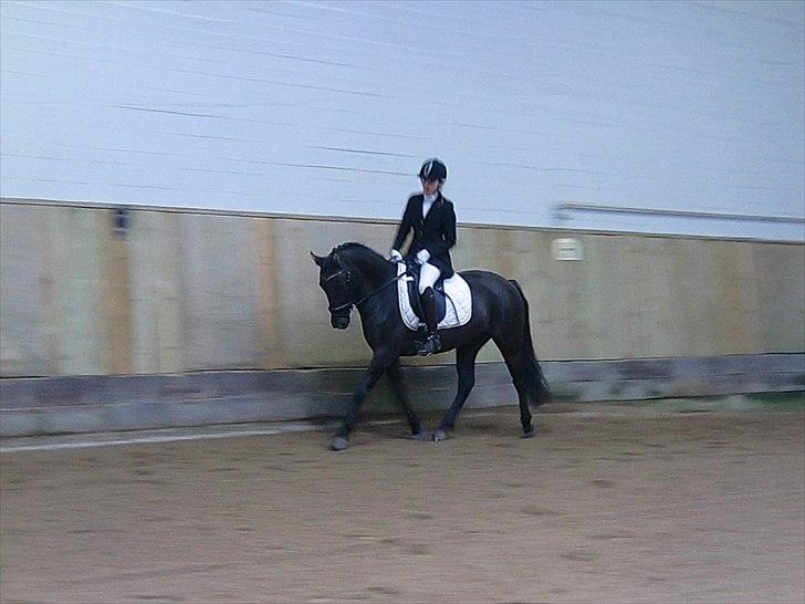 Hollandsk Sportspony Stuntman - Astrid og Stunt til deres første dressurstævne sammen. 1. plads i LC! billede 16