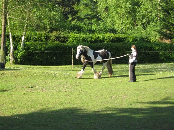 Tinker Sir Aragorn - Aragorn igang med træningen  billede 9