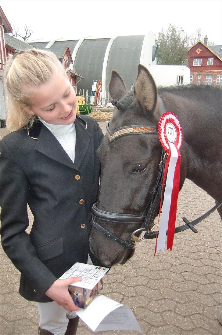 Hollandsk Sportspony Stuntman - Astrid og Stunt med deres fine røde sløjfe til dressur på MAK 14. november 2010, deres første dressurstævne sammen... :) billede 18