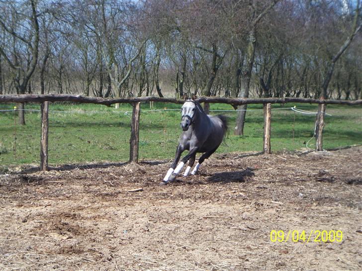 Anden særlig race Lady - Lady i fuld galop :) billede 14