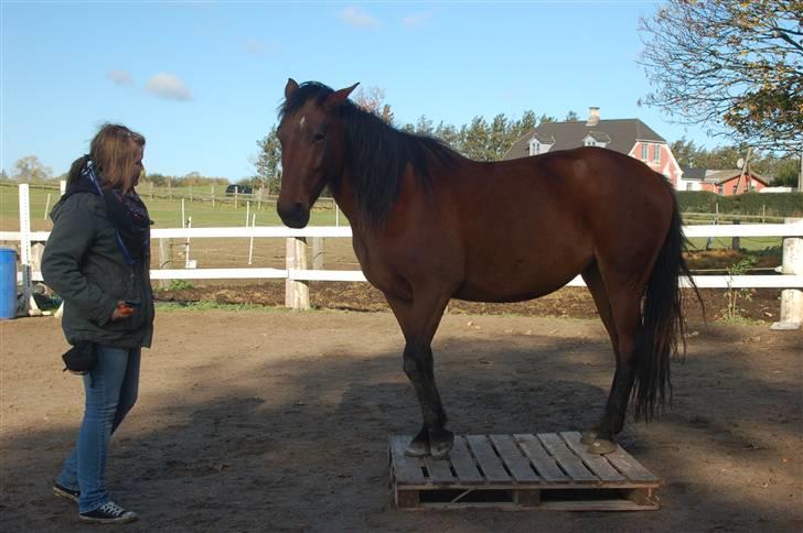 Anden særlig race Sakia <3 my pride - 4 ben på pallen;) åhh elsker den lille sjover ;P Foto: Signe Bendsen billede 17