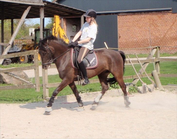 Hollandsk Sportspony Stuntman - Laura og Stunt til dressurundervisning d. 28.04.11 billede 13