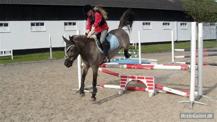 Konik Polski Mr. Bølle bob SOLGT!:'( - om-foto billede 8