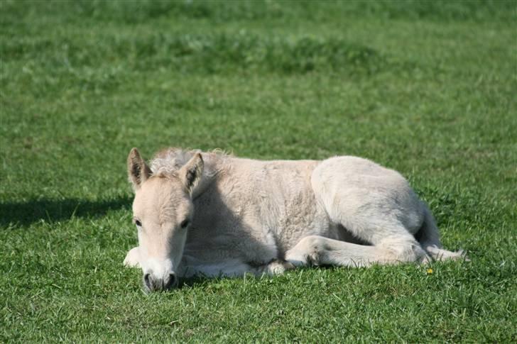 Fjordhest Mosegårdens Finesse billede 6