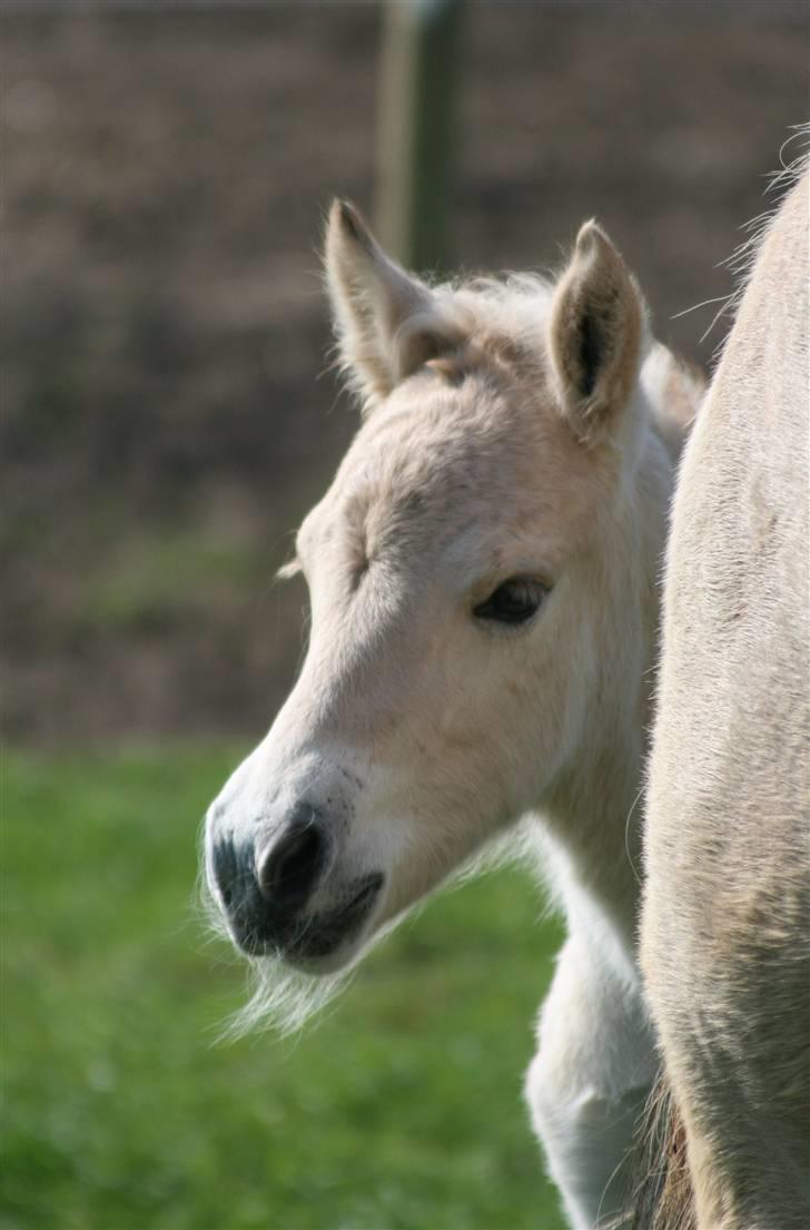 Fjordhest Mosegårdens Finesse billede 7