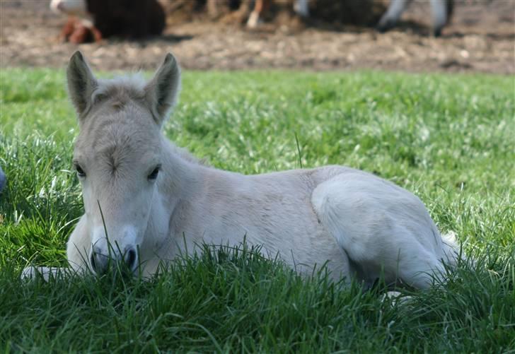 Fjordhest Mosegårdens Finesse billede 8