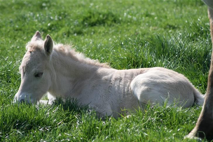 Fjordhest Mosegårdens Finesse billede 9