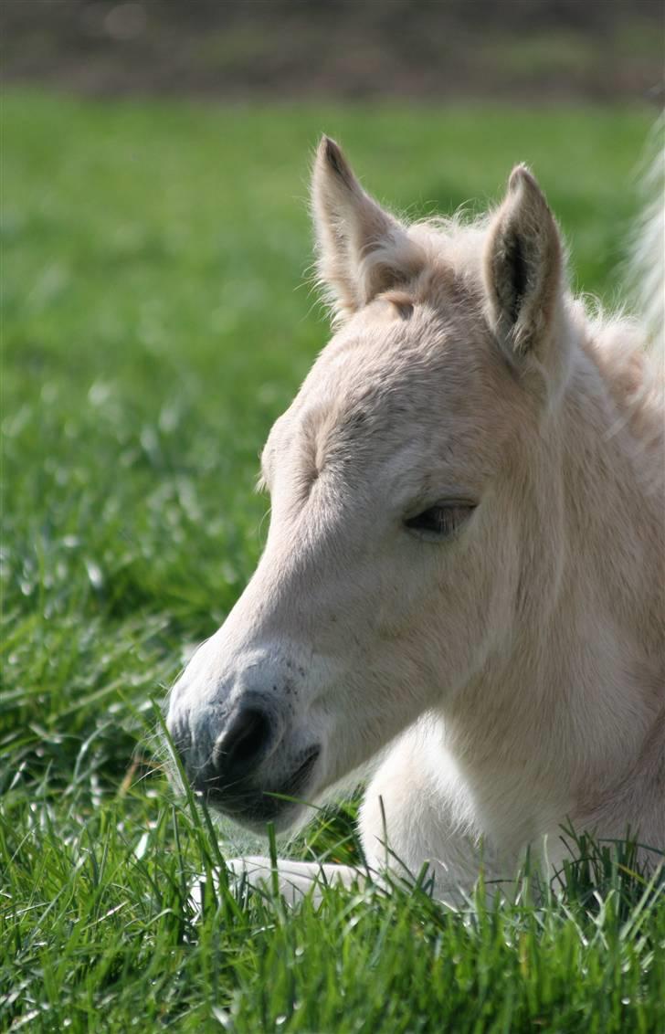 Fjordhest Mosegårdens Finesse billede 10
