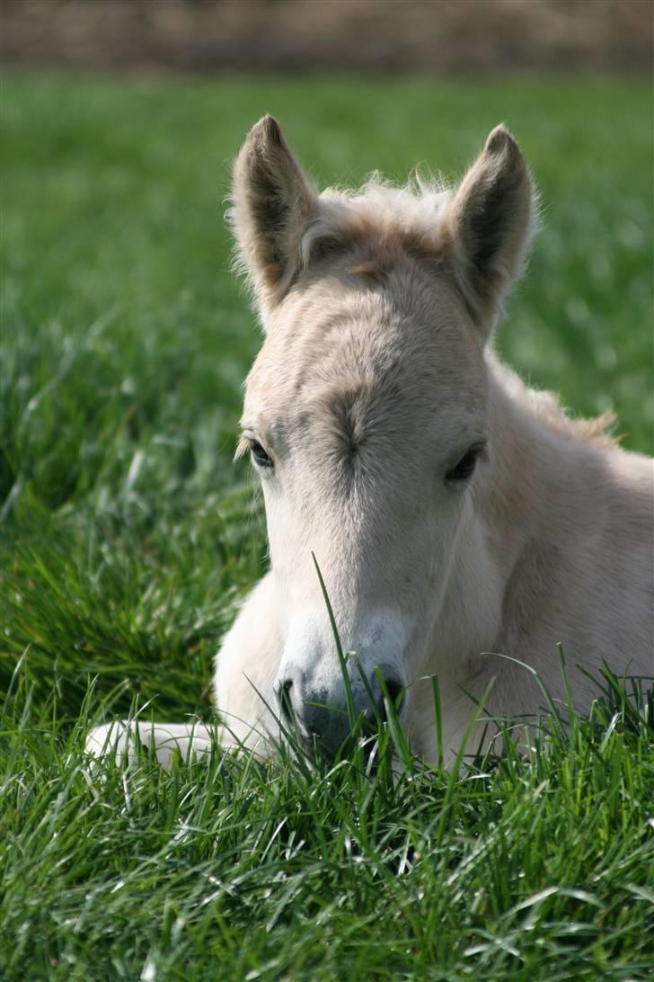 Fjordhest Mosegårdens Finesse billede 11