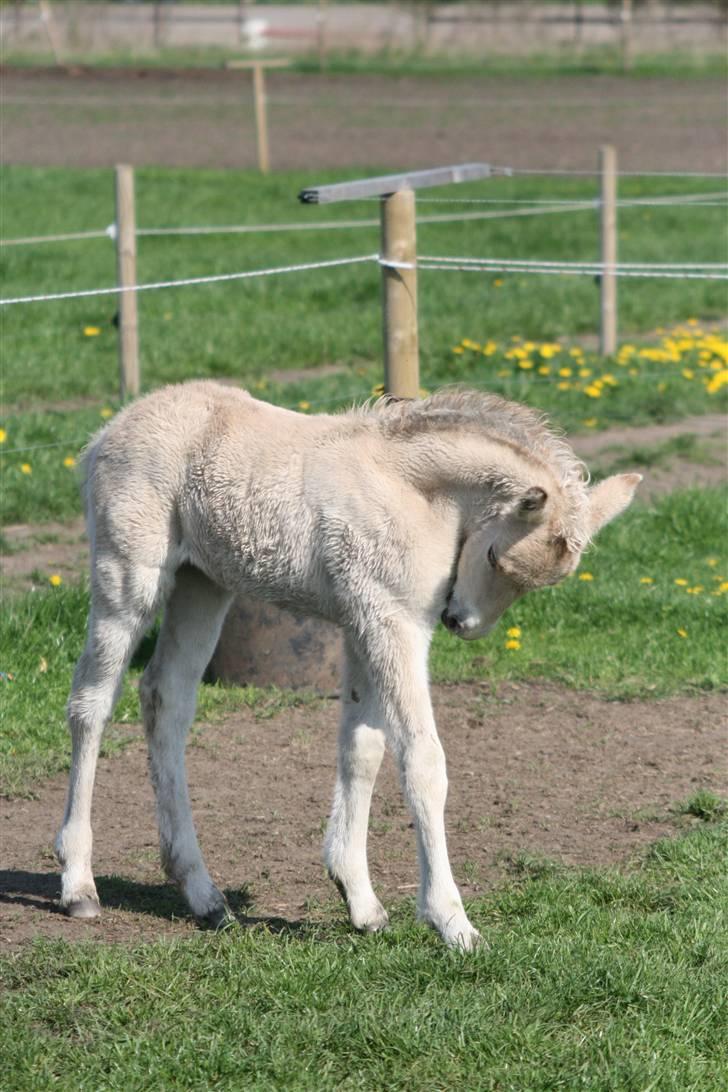 Fjordhest Mosegårdens Frida billede 5