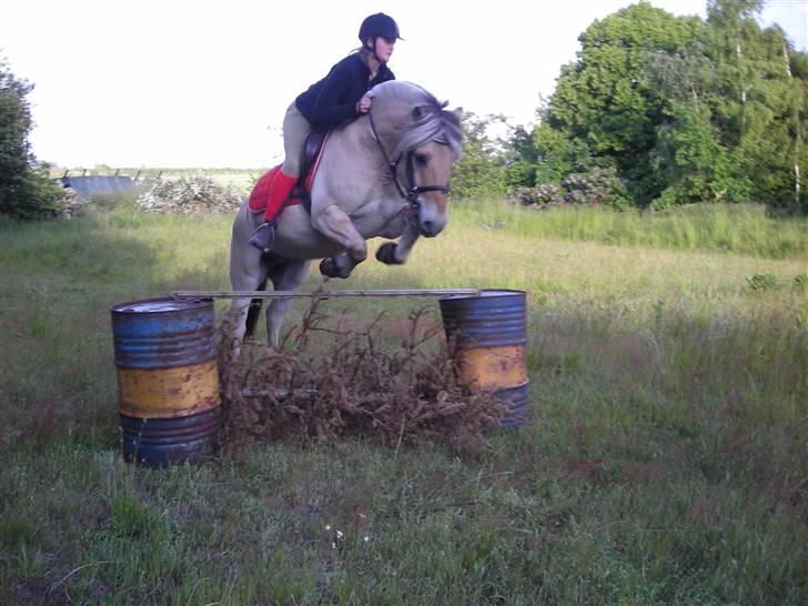 Fjordhest Basta - Sommer 2009. billede 12