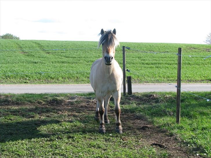 Fjordhest Basta - På Gården 1Maj 2010 billede 13