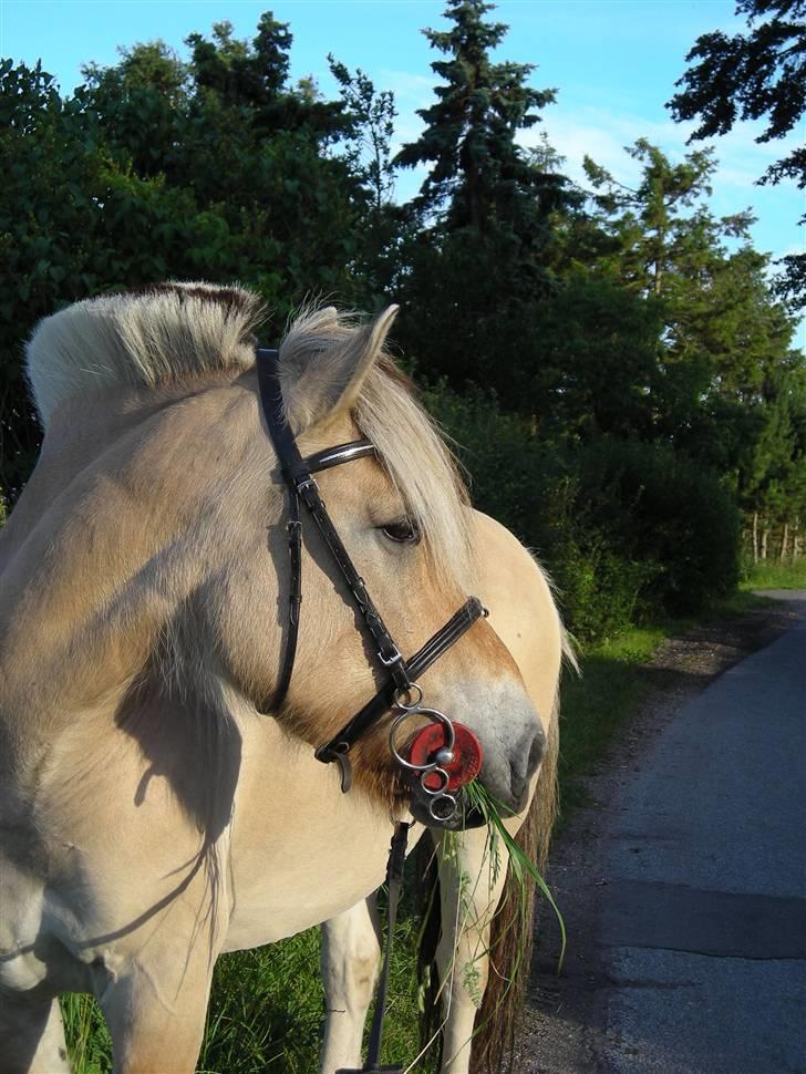 Fjordhest Basta - Sommer 2009. billede 14